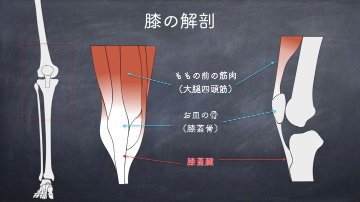 膝の解剖　膝蓋腱